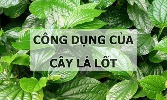 Tìm hiểu về công dụng chữa bệnh của lá lốt