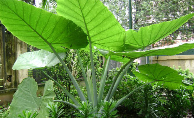 Cách sử dụng củ ráy rừng trong chữa bệnh