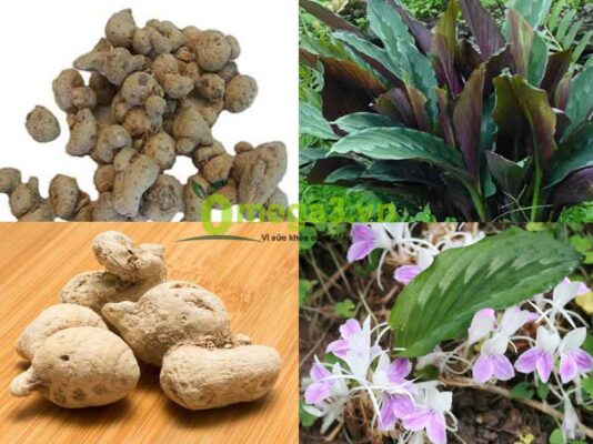 Công dụng của tam thất nam ngâm rượu