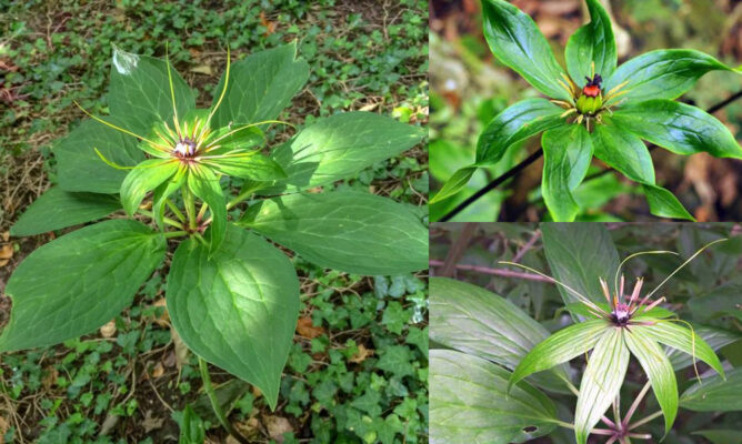 Thông tin về cây thất diệp nhất chi hoa