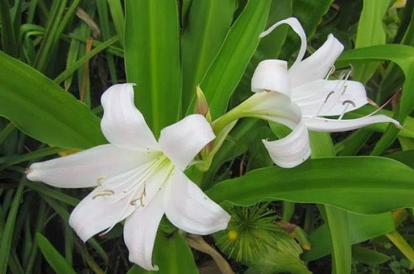 Cây trinh nữ hoàng cung có tác dụng gì?