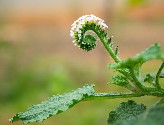 Tác dụng của cây vòi voi chữa xương khớp