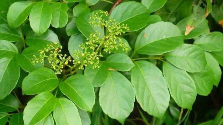 Chè dây có công dụng gì?