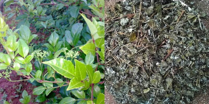 Chè dây có công dụng gì?