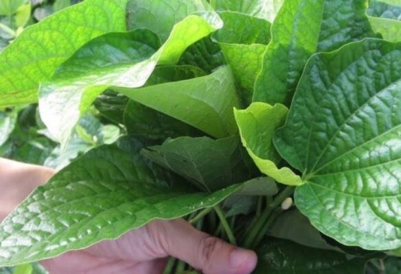 Bỏ túi cách dùng lá lốt giảm đau và viêm khớp