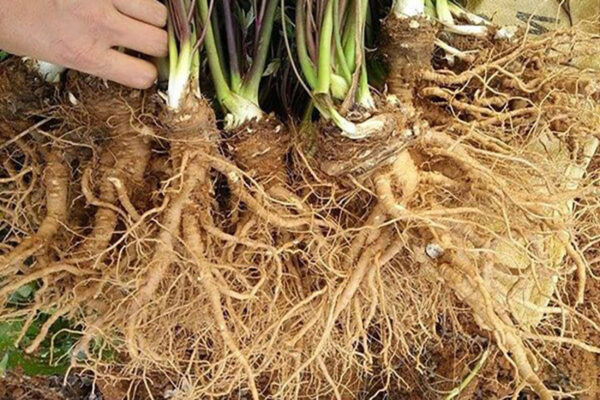 Bạn biết gì về tác dụng của lá sâm đương quy