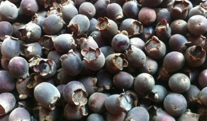 cách ngâm rượu sim khô rừng chuẩn