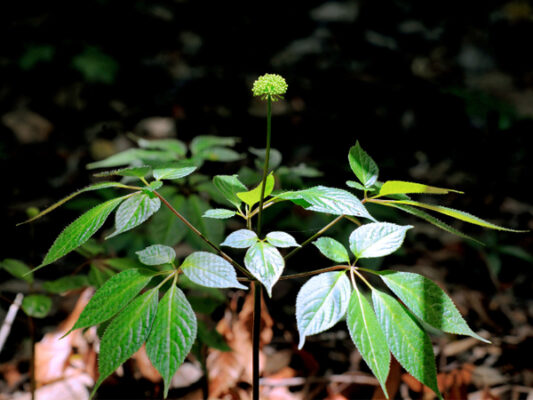 Ăn lá sâm có tác dụng gì?