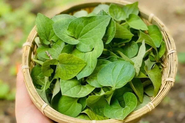 Rau diếp cá có tác dụng gì?