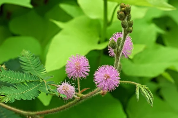 Các bài thuốc sử dụng cây hoa trinh nữ