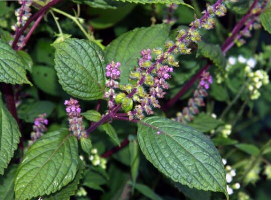 Thời điểm uống nước lá tía tô tốt nhất