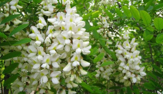 Tác dụng của hoa hòe