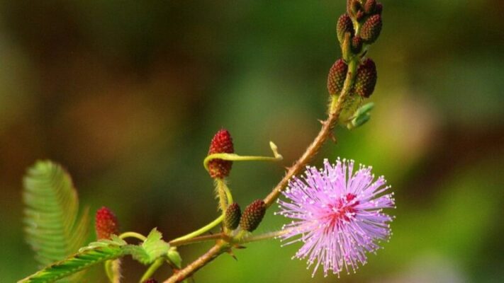Chữa mất ngủ bằng cây hoa trinh nữ