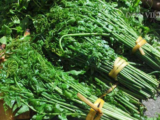 Rau dớn rừng vị thuốc quý của người Tây Bắc