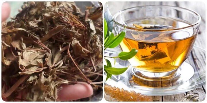 Có nên uống nước lá đinh lăng hàng ngày không