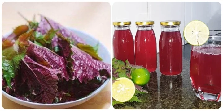 Có nên uống nước lá tía tô hàng ngày không