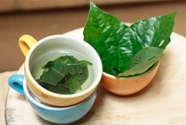 Uống nước lá lốt hàng ngày có tốt không?