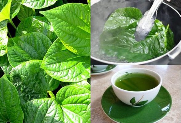 Cách dùng lá lốt chữa đau răng đơn giản tại nhà