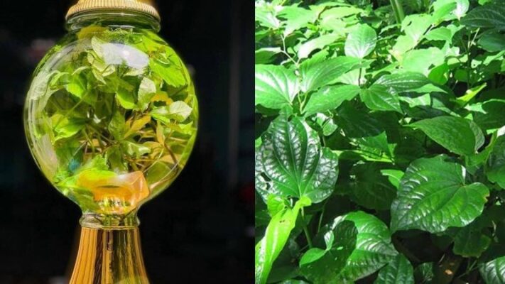 Lá lốt ngâm rượu có tác dụng gì?