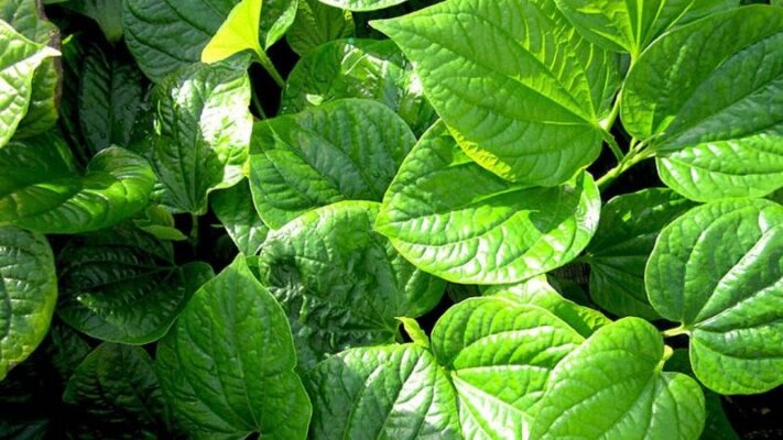 Công dụng của lá lốt tươi là gì