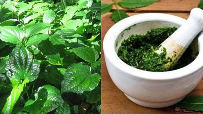 Thường xuyên uống nước lá lốt có bị nóng không?