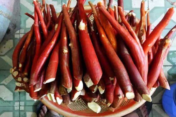 Cách ngâm rượu sâm cau rừng