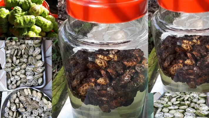 cách ngâm rượu nhàu