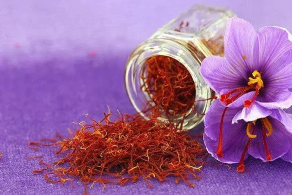 Cách uống nhuỵ hoa nghệ tây đúng cách