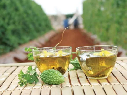 Có nên uống trà khổ qua rừng hàng ngày