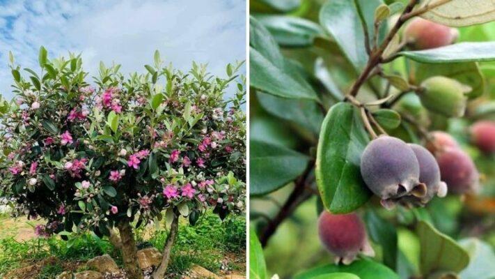 Quả sim rừng ngâm rượu có tác dụng gì?