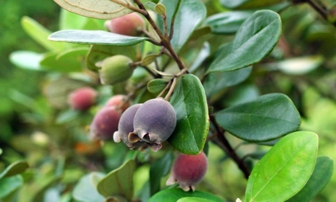 Các bài thuốc từ cây sim rừng