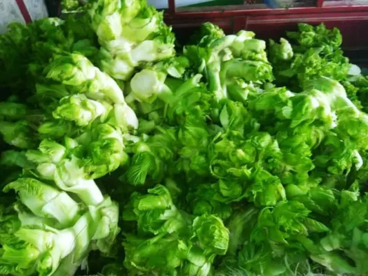 Rau mầm đá là gì? Các món ngon từ rau mầm đá