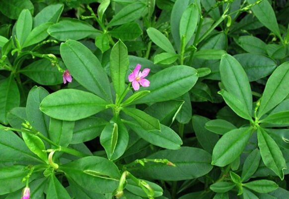 Củ sâm đất là gì? Lợi ích của sâm đất