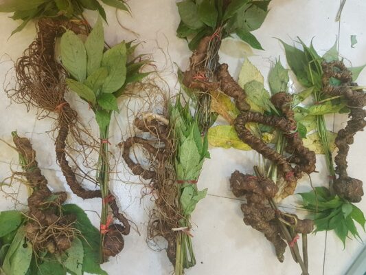 Sâm Ngọc Linh trồng ở Lai Châu