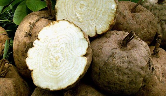 Sâm tố nữ uống có bị tăng cân không