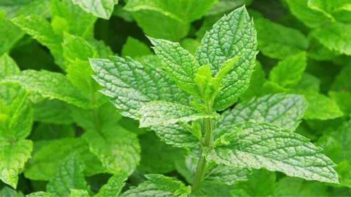 01 số tác dụng của bạc hà trong làm đẹp