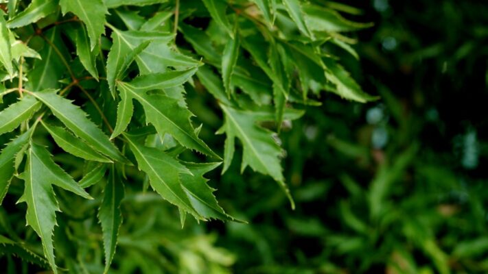 Ai không nên uống lá đinh lăng?