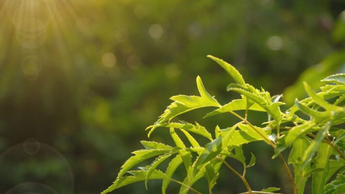 Tác dụng của lá đinh lăng có thể bạn chưa biết