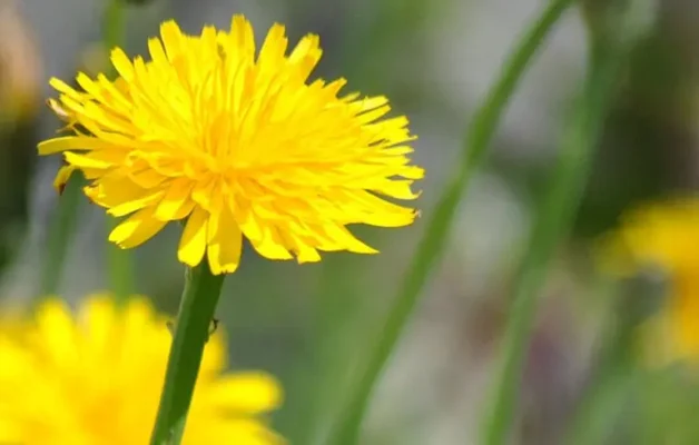 Công dụng chữa bệnh của cây bồ công anh