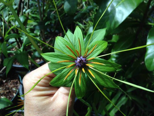 Giải đáp Thất diệp nhất chi hoa có chữa được ung thư