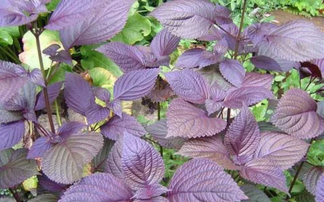 lá tía tô sấy khô