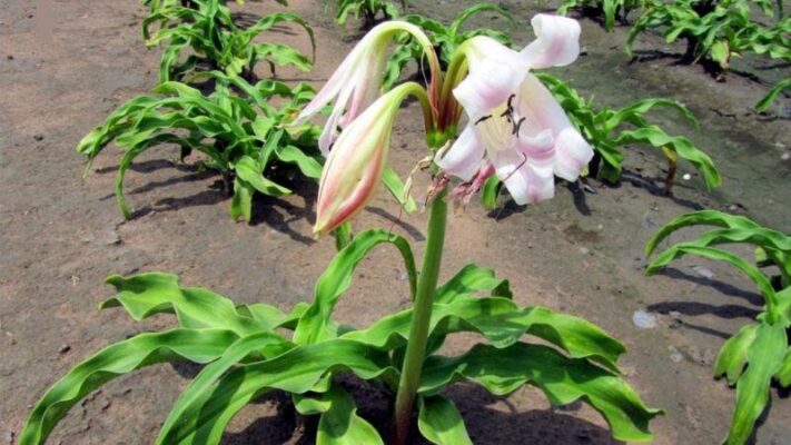 Những lưu ý khi sử dụng trinh nữ hoàng cung