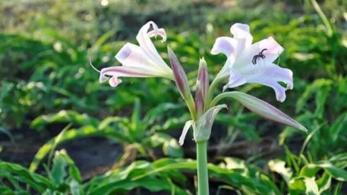 Cây trinh nữ hoàng cung có tác dụng gì?