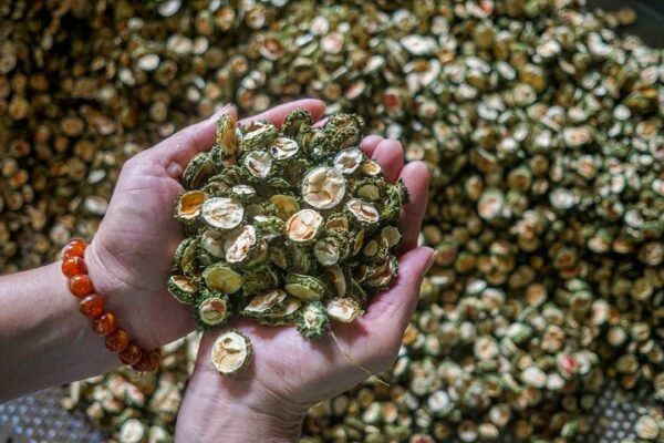 mướp đắng phơi khô