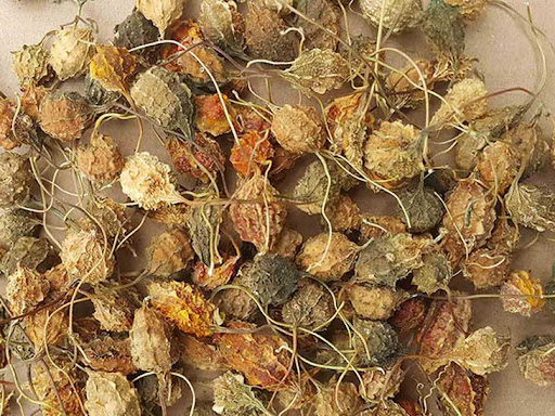 khổ qua rừng phơi khô