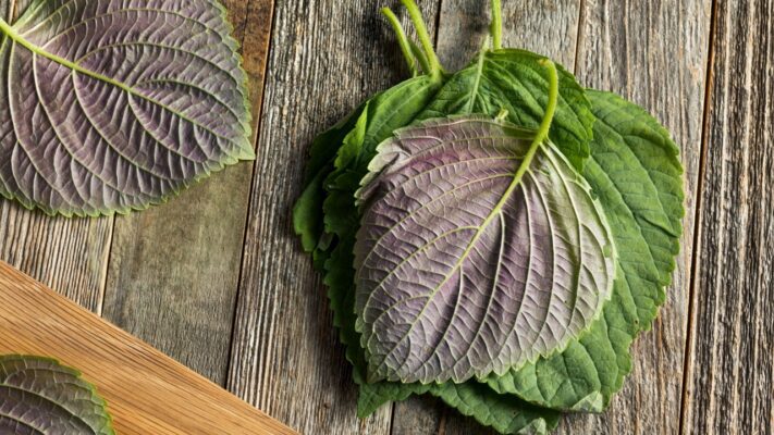 Cách dùng lá tía tô để trị zona như thế nào