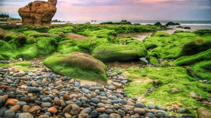 Du lịch Cù Lao Câu Tuy Phong Bình Định