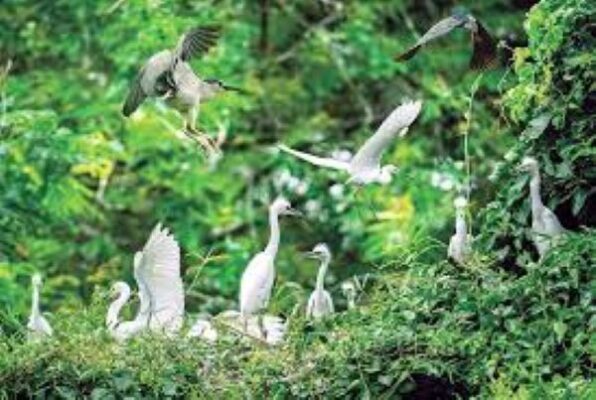 Vườn chim Cà Mau