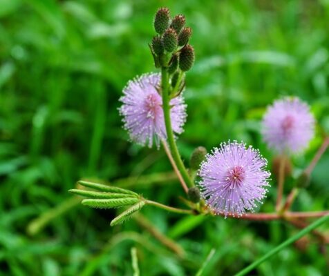 Cây trinh nữ là cây gì