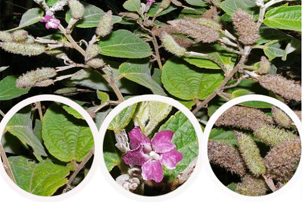Tác dụng chữa bệnh của cây an xoa là gì